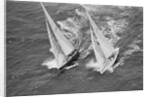 America's Cup Competitors by Anonymous