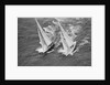 America's Cup Competitors by Anonymous