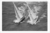 America's Cup Competitors by Anonymous