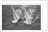 America's Cup Competitors by Anonymous