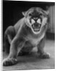 Zoo Held Cougar Snarling in Attack Position by Anonymous