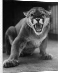 Zoo Held Cougar Snarling in Attack Position by Anonymous