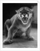 Zoo Held Cougar Snarling in Attack Position by Anonymous