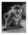 Zoo Held Cougar Snarling in Attack Position by Anonymous
