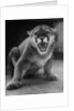 Zoo Held Cougar Snarling in Attack Position by Anonymous