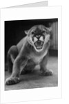 Zoo Held Cougar Snarling in Attack Position by Anonymous