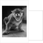 Zoo Held Cougar Snarling in Attack Position by Anonymous