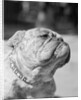 Winning Bulldog at Dog Show by Anonymous