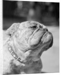 Winning Bulldog at Dog Show by Anonymous