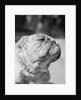 Winning Bulldog at Dog Show by Anonymous