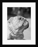 Winning Bulldog at Dog Show by Anonymous