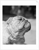 Winning Bulldog at Dog Show by Anonymous