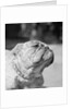 Winning Bulldog at Dog Show by Anonymous