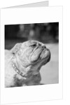 Winning Bulldog at Dog Show by Anonymous