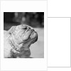 Winning Bulldog at Dog Show by Anonymous