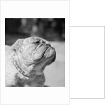 Winning Bulldog at Dog Show by Anonymous