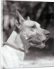 Winning Great Dane at Dog Show by Anonymous