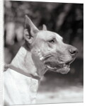 Winning Great Dane at Dog Show by Anonymous