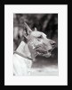 Winning Great Dane at Dog Show by Anonymous