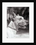 Winning Great Dane at Dog Show by Anonymous