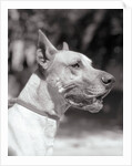 Winning Great Dane at Dog Show by Anonymous