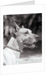 Winning Great Dane at Dog Show by Anonymous