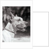 Winning Great Dane at Dog Show by Anonymous