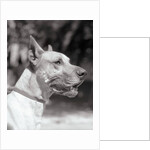 Winning Great Dane at Dog Show by Anonymous