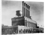 Highland Park Plant by Anonymous