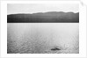 Supposed Sighting of the Loch Ness Monster by Anonymous