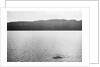 Supposed Sighting of the Loch Ness Monster by Anonymous