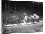 Puppies Eating Food by Anonymous