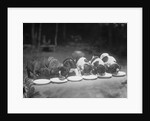 Puppies Eating Food by Anonymous