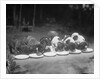 Puppies Eating Food by Anonymous