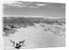 Drought Scene with Bleached Skull by Anonymous