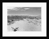 Drought Scene with Bleached Skull by Anonymous