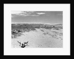 Drought Scene with Bleached Skull by Anonymous