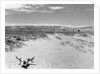Drought Scene with Bleached Skull by Anonymous