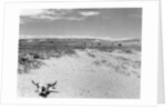Drought Scene with Bleached Skull by Anonymous