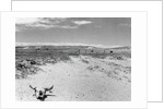 Drought Scene with Bleached Skull by Anonymous