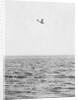 Plane Looking for Submarines by Anonymous