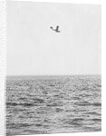 Plane Looking for Submarines by Anonymous