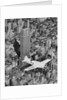 Hawks Airplane in Flight over New York City by Anonymous