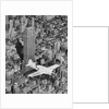 Hawks Airplane in Flight over New York City by Anonymous