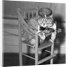 Persian Cat Wearing a Costume by Anonymous
