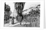 Exterior View of the Beverly Hills Hotel by Anonymous