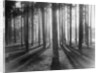 Lights and Shadows Showing Through the Trees by Anonymous