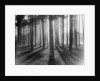 Lights and Shadows Showing Through the Trees by Anonymous