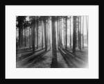 Lights and Shadows Showing Through the Trees by Anonymous