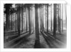 Lights and Shadows Showing Through the Trees by Anonymous
